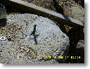rock deck01.gif